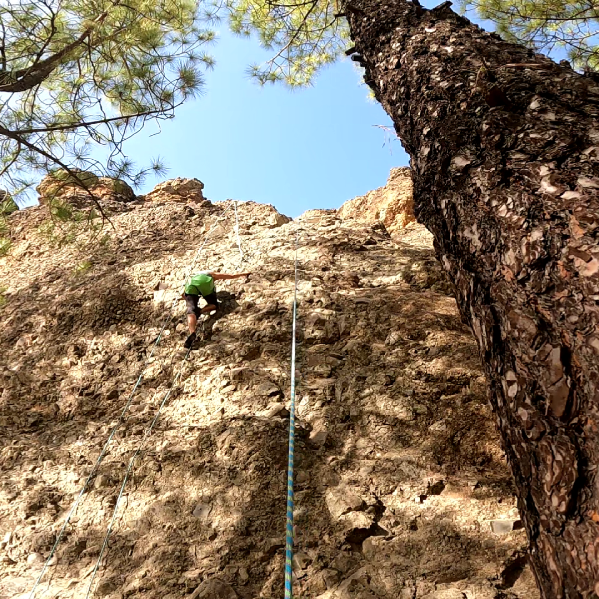 a tree with a mountain in the background