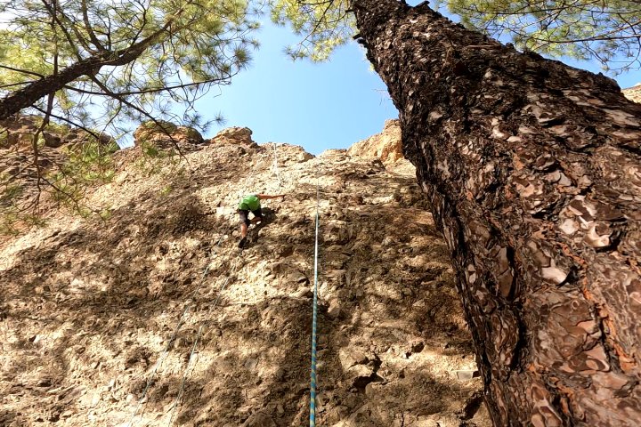 a tree with a mountain in the background